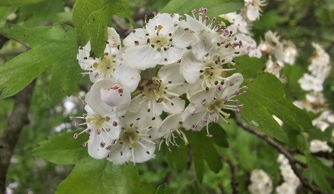 Zdjęcie 2 trasy Bikemap „От Geroldsauer Straße 21, Baden-Baden до Geroldsauer Straße 19, Baden-Baden”