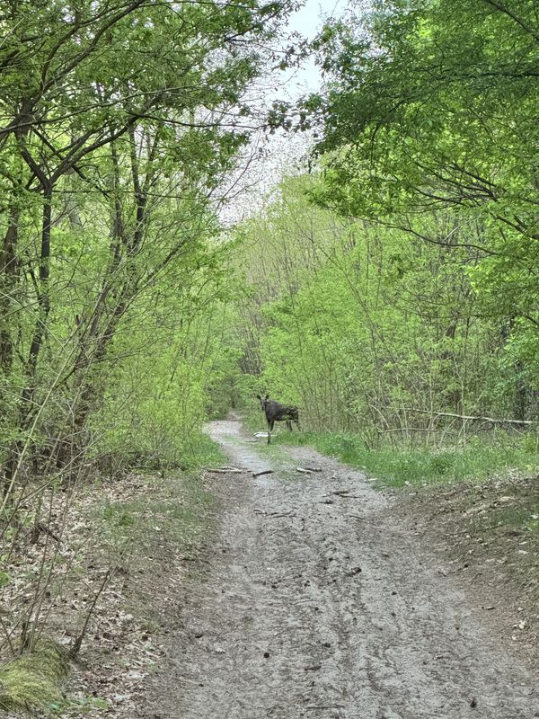 Radzymińska 23A, Kobyłka do Radzymińska 23, Kobyłka