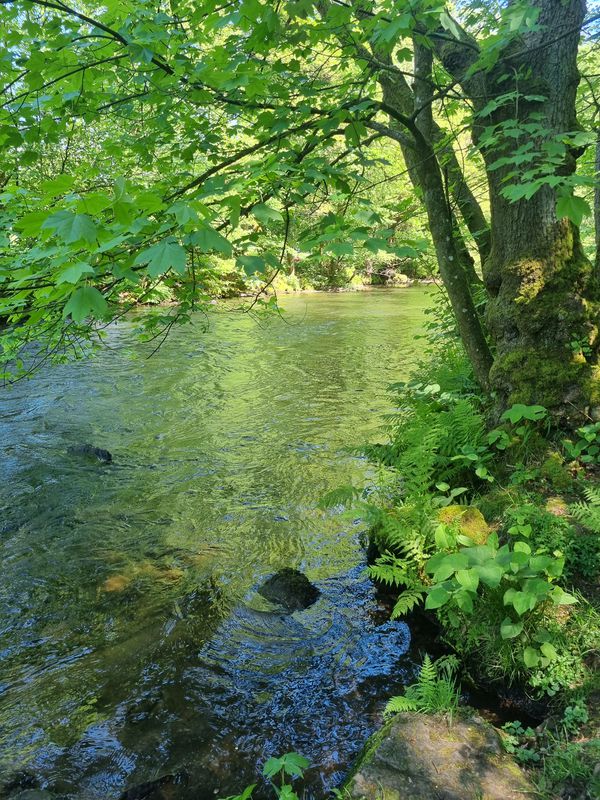 Bad Wildbad nach Tamm