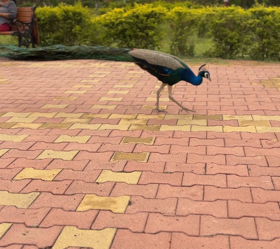 Punit Van Special Root