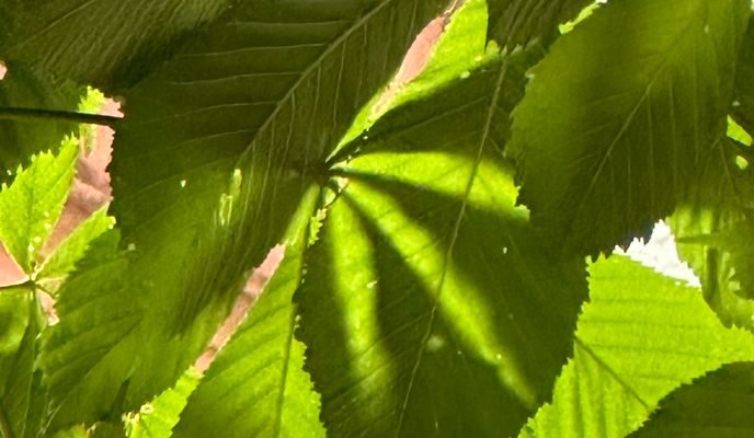 Photo 2 of the Bikemap route "Kaiserstuhl Ridge 2 14.05.24"