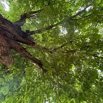 Photo 7 of the Bikemap route "Kaiserstuhl Ridge 2 14.05.24"