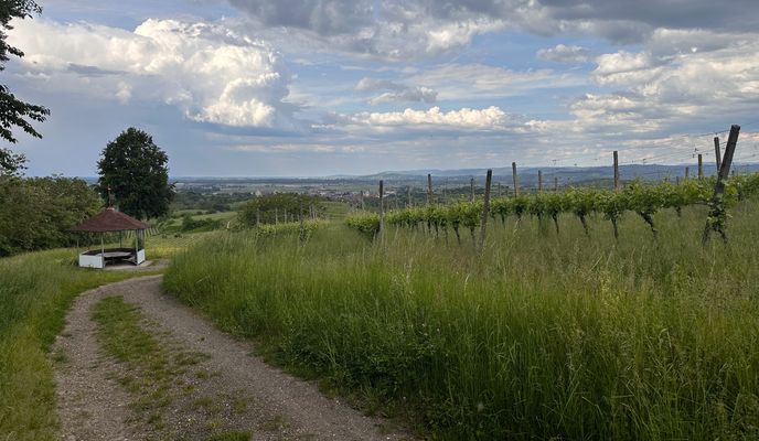 Photo 1 of the Bikemap route "Kaiserstuhl Ridge 2 14.05.24"