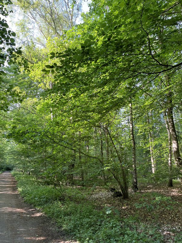 Bramfelder Dorfplatz 20, Hamburg to Stübeheide 64, Hamburg