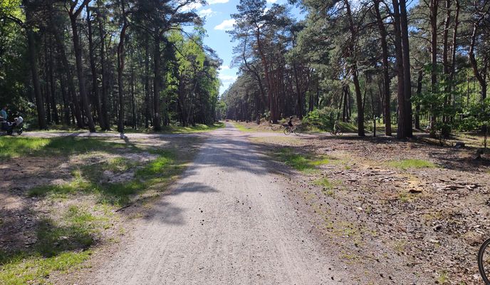 Photo 1 of the Bikemap route "Las Mierzei, Wał Wiślany i Żuławy"