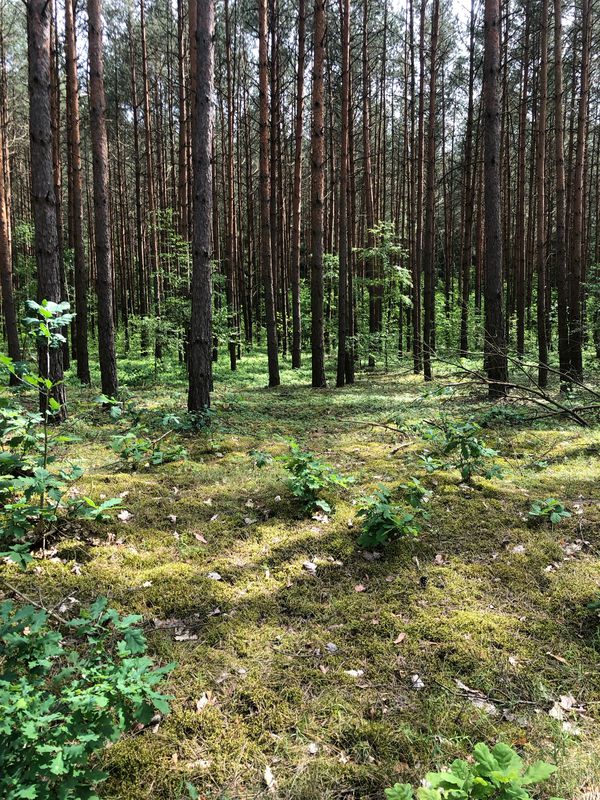 Brodnica-Jezioro Forbin