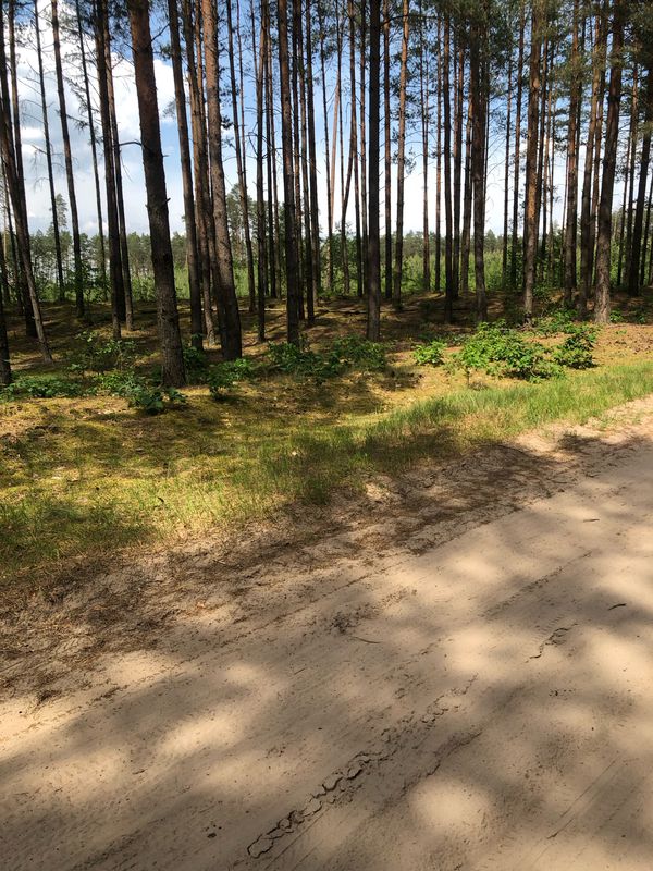 Brodnica-Jezioro Forbin