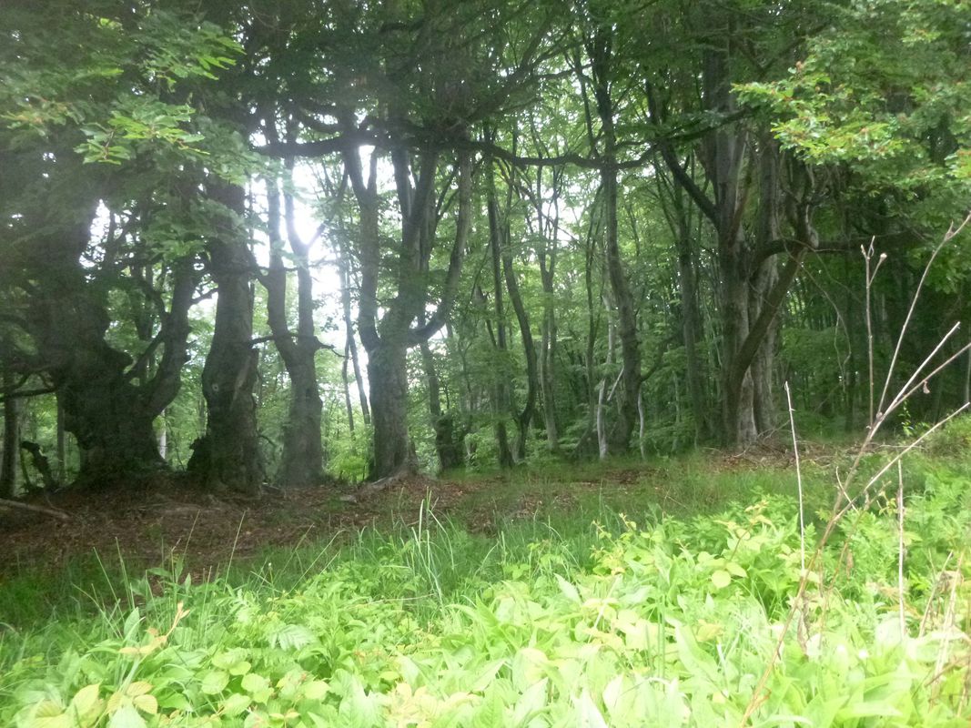 Голема Раковица - вр. Голямата икуна - вр. Раева могила