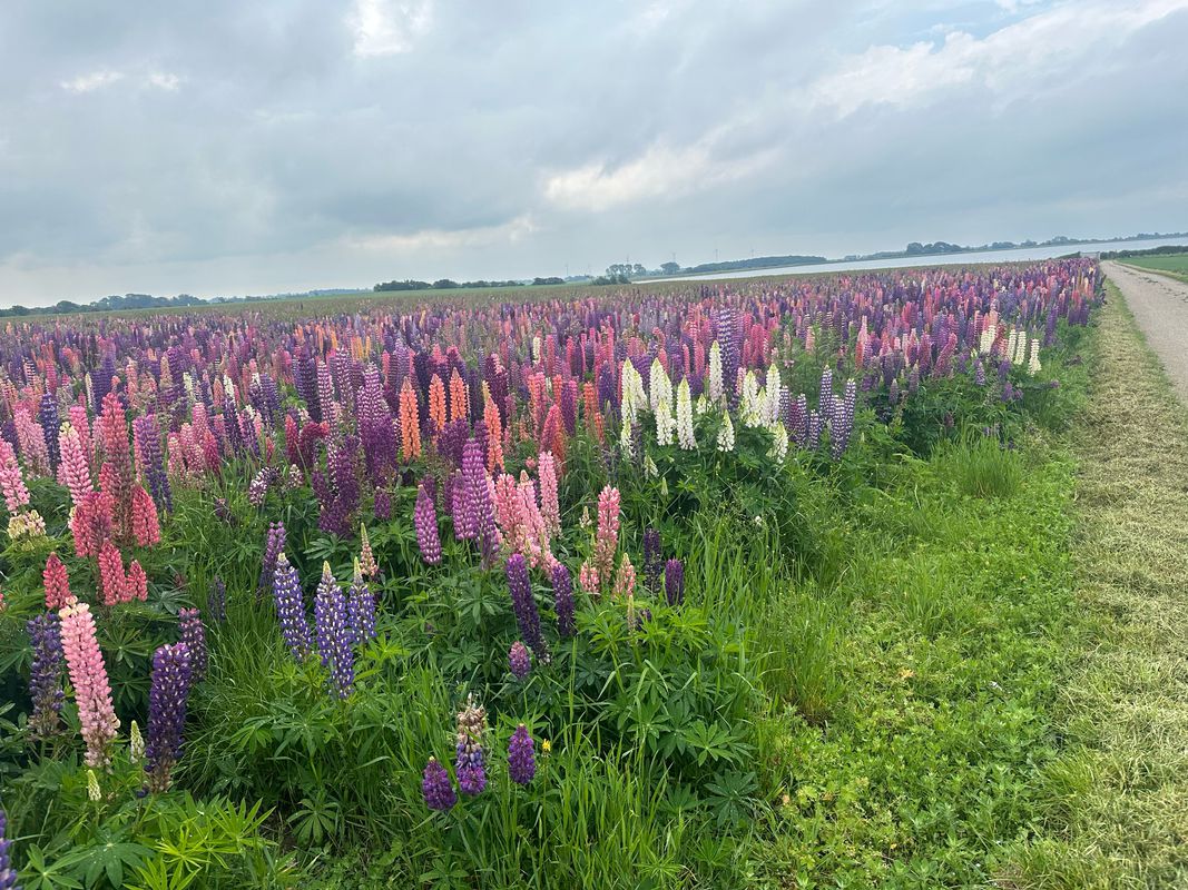 Langø to Rødbyhavn