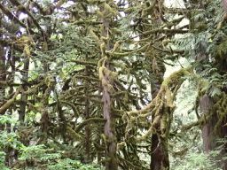 Chilliwack - Circle to Canadian-US border via Lake Cultus, Henderson Rd, and Maple Falls Rd.