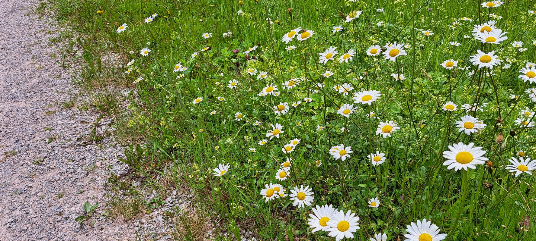 Schliffkopf - Hornisgrinde - Schönmünz - Baiersbronn Obertal - Schliffkopf