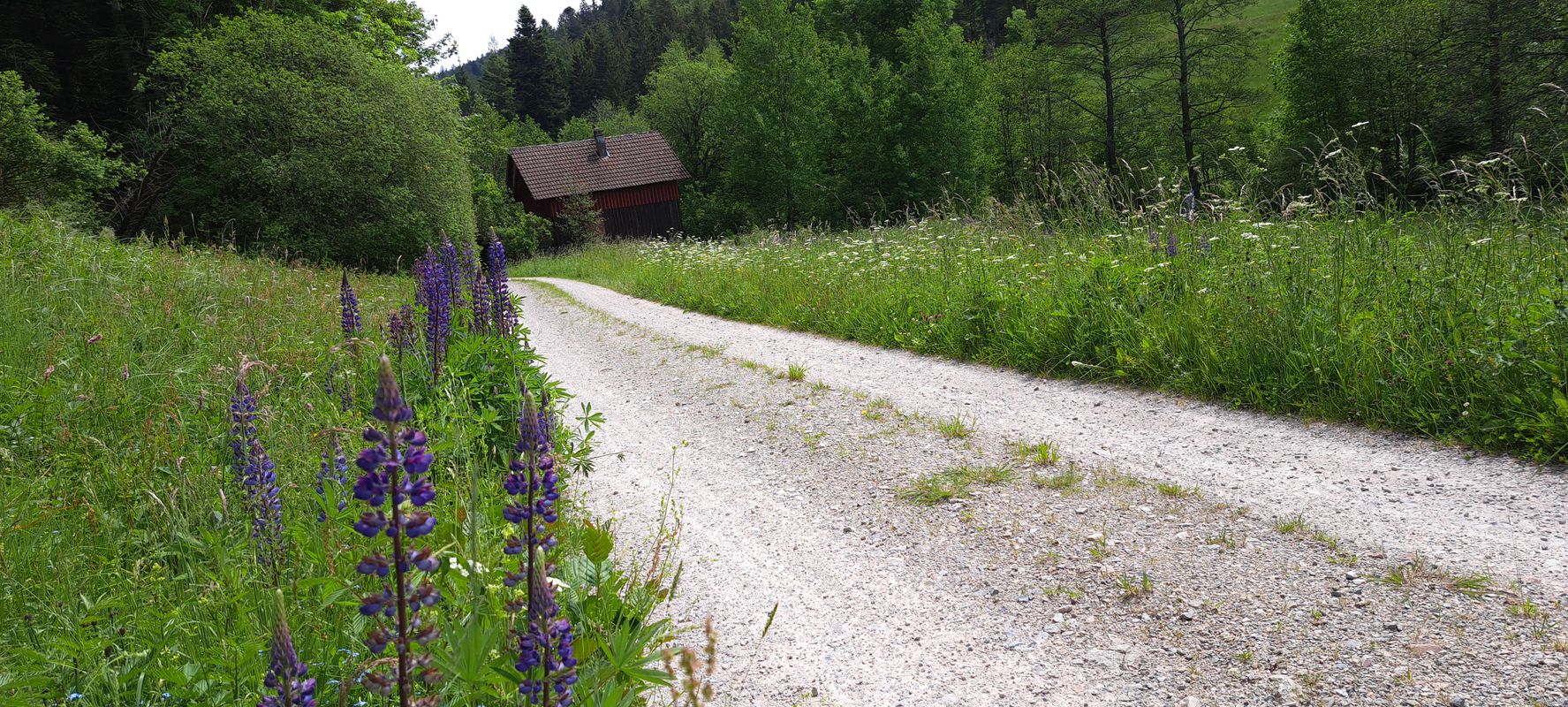 Schliffkopf - Hornisgrinde - Schönmünz - Baiersbronn Obertal - Schliffkopf