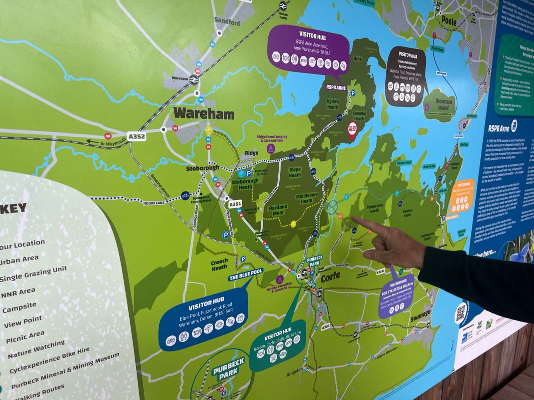 Parkstone to Wareham Cycle ( RSPB Arne)