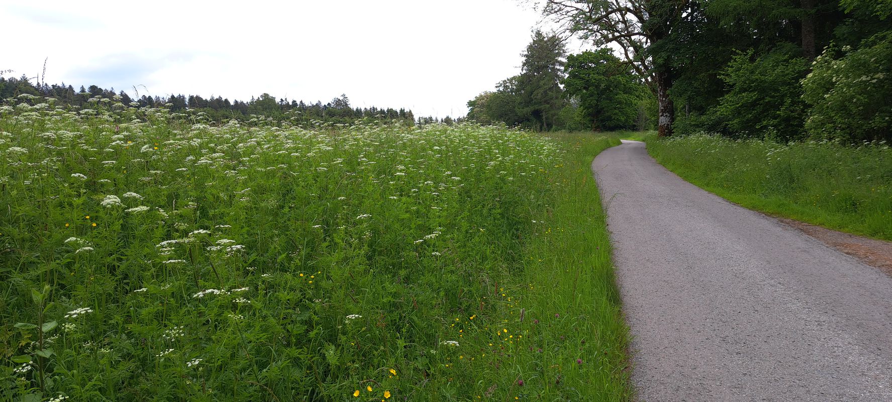 Schiltach - Schömberg - Ödenwald - Masselkopf - Loßburg