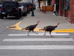 Grand Forks BC to Republic WA