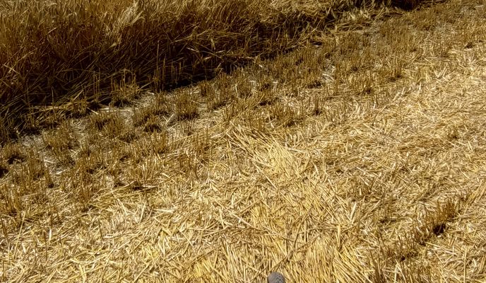 Foto 2 der Bikemap-Route "Начало уборочной 2024 на Кубани"