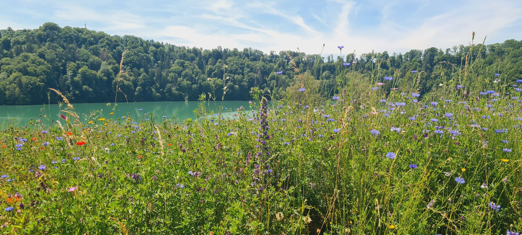 Bern-Murtesee-Wohlesee-Rundi