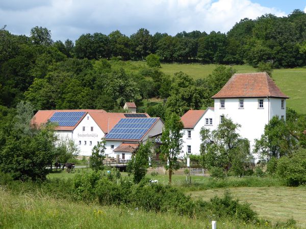 Foto 3: Mauerschwalbe
