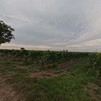 Photo 8 of the Bikemap route "Halbturn nach Neusiedl am See. 🚴‍♂️🚴"