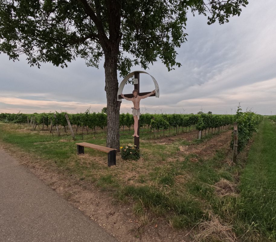 Halbturn nach Neusiedl am See. 🚴‍♂️🚴