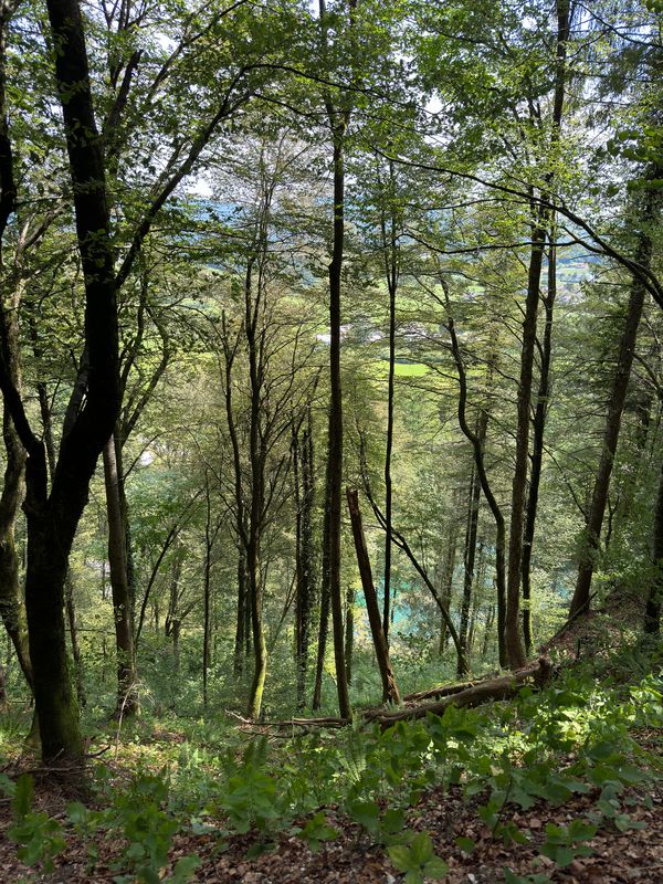 Ribnica-Zadulje-Blate-Otavice-Ribnica