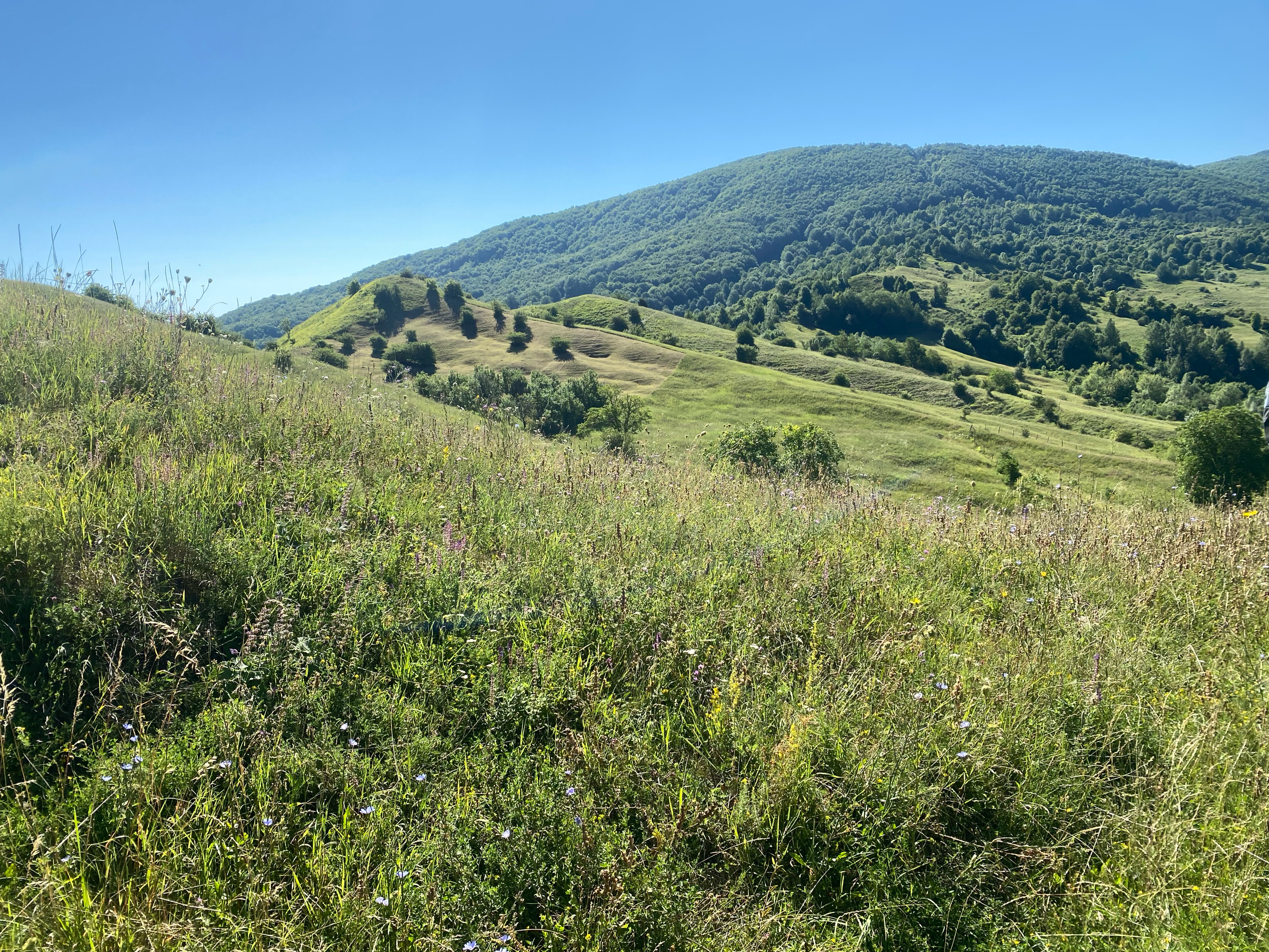 Calea Mihai Viteazu, Nehoiu to Strada Culturii, Vernesti