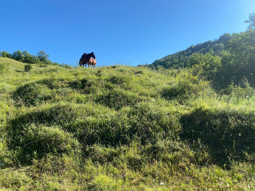 Calea Mihai Viteazu, Nehoiu to Strada Culturii, Vernesti