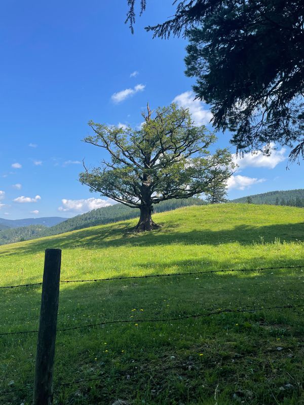 Marias Land Loop mit Puchberg am Schneeberg - Lang