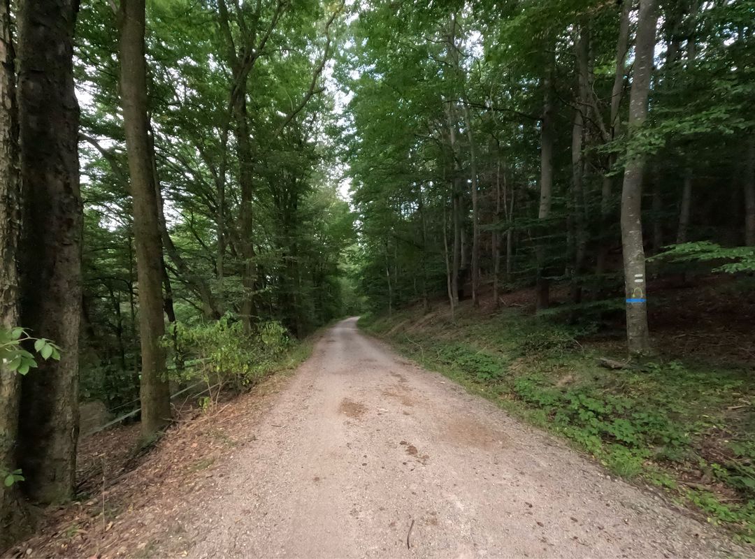 Laab im Walde - Gruberau Runde 🚴‍♂️🚴.  Teil 2
