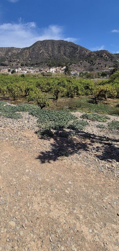 Slow ride from village to village between citrus trees.