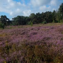 Ochtendrit Rondje Strabrechtse heide