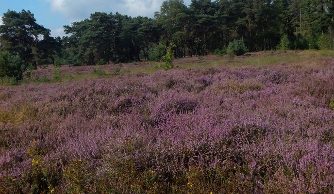 Foto 1 der Bikemap-Route "Ochtendrit Rondje Strabrechtse heide" Foto 1 der Bikemap-Route "Ochtendrit Rondje Strabrechtse heide"