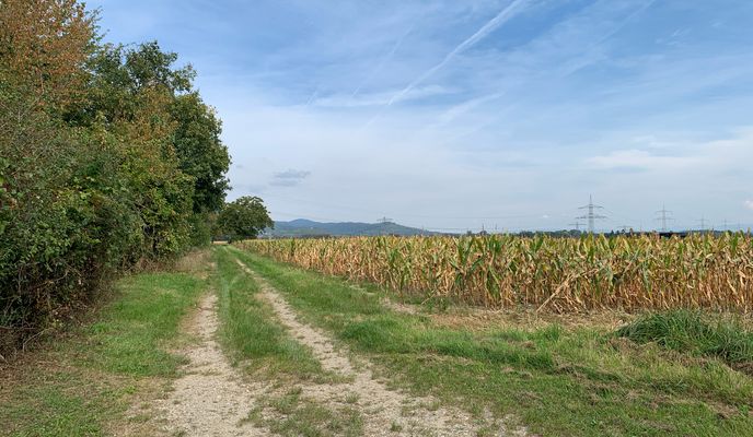 Foto 1 der Bikemap-Route "Kaiserstuhl-59km-245Hm"