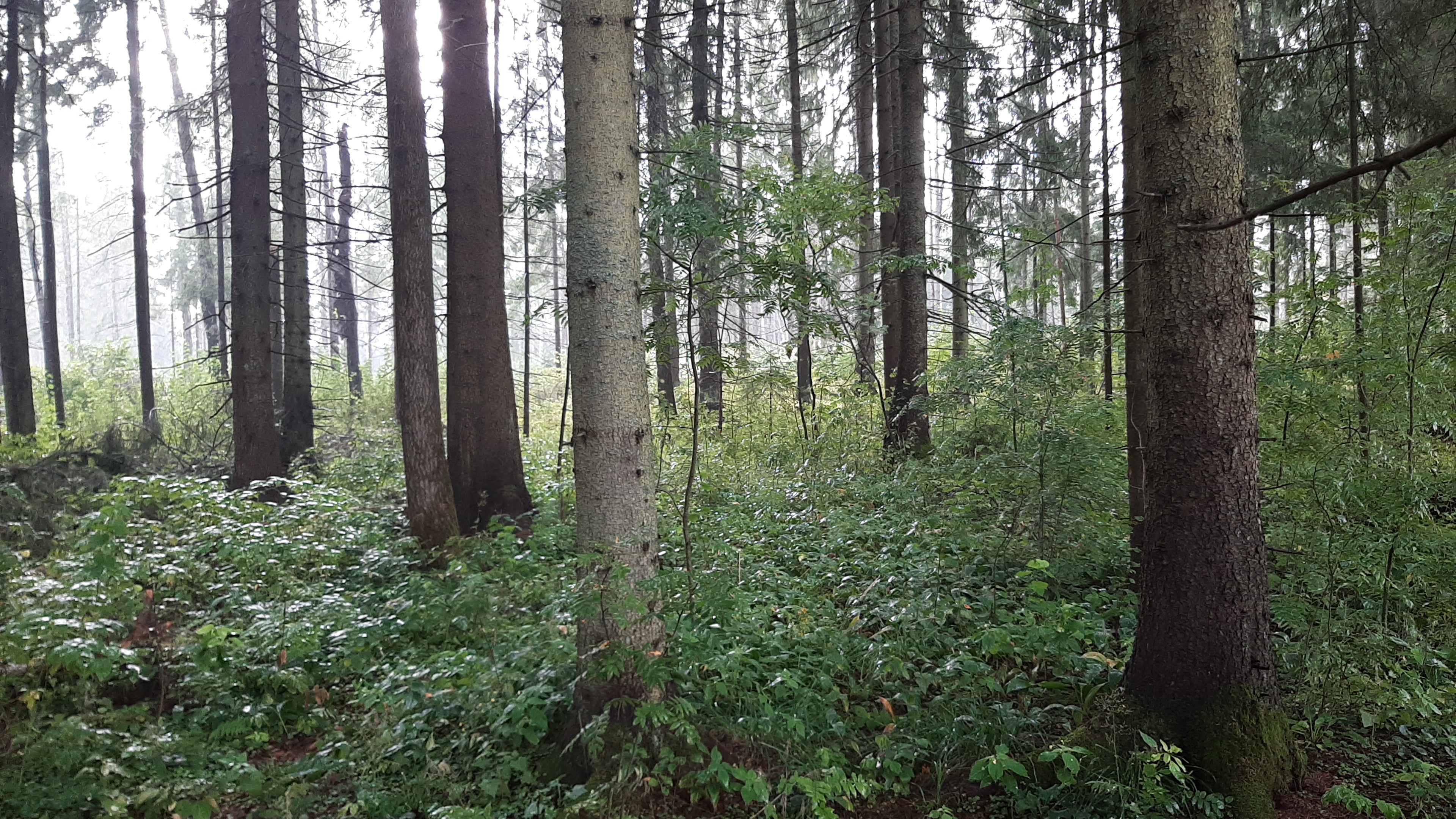 Красноармейск-Сергиев Посад-Коасноармейск