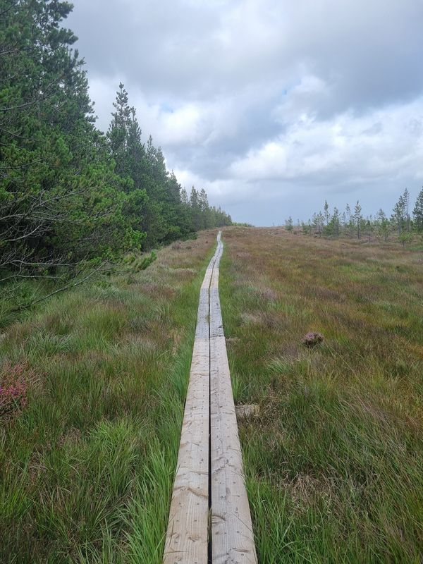 Tag 37: Wild Nephin National Park