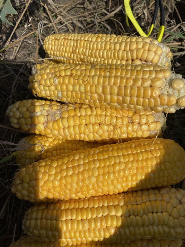 Самара -Постников Овраг