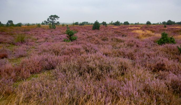 Foto 2 del percorso Bikemap "Ochtendrit andere route naar Strabrechtse heide" Foto 2 del percorso Bikemap "Ochtendrit andere route naar Strabrechtse heide"