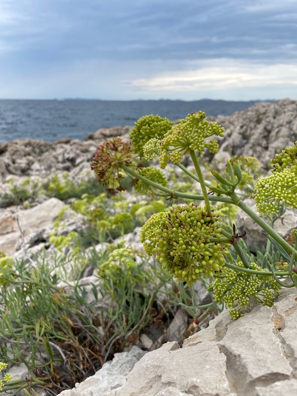 Primošten Rundweg von Camp Adriatic