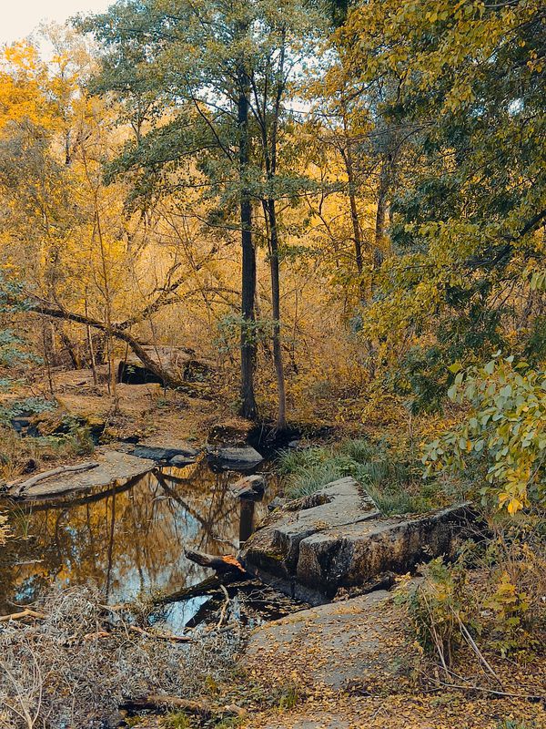 Брівки - Яроповичі - Липки - Корнин - Фастів