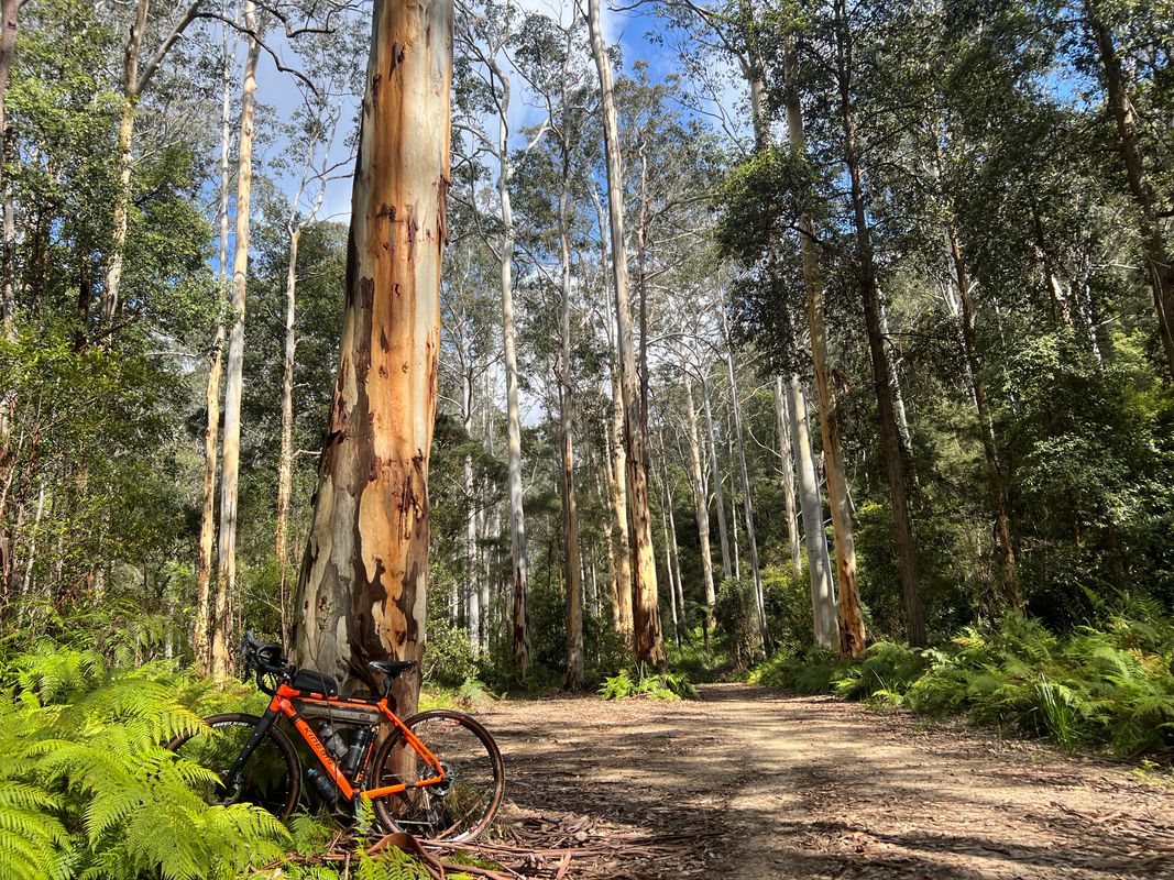 Long Angle, Blue gum, Grose Head Sth, Faulconbridge Pt Cycling