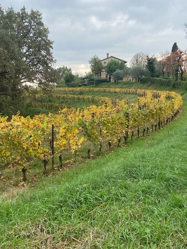 Via Plebiscito 1–13, Buttrio a Via Peruzzi 9, Buttrio