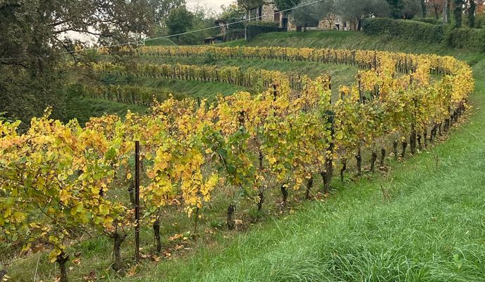 Foto 2 del percorso Bikemap "Via Plebiscito 1–13, Buttrio a Via Peruzzi 9, Buttrio"