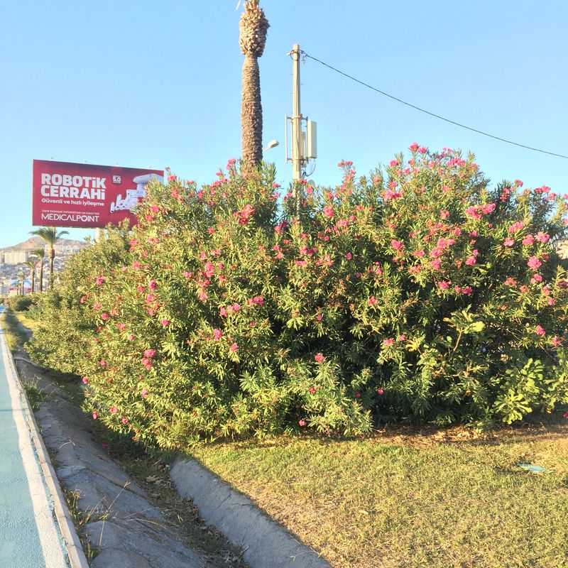 Mithatpasa Cd. 56/01, Balcova to 2109. Sk. 114A, Bayrakli