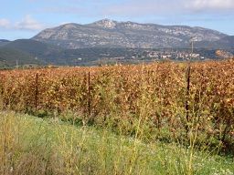 Montpeyroux to Lodève