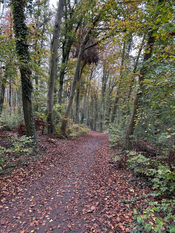 Kaiserstuhl Ridge 3 06.11.24