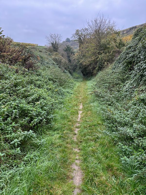 Kaiserstuhl Ridge 3 06.11.24