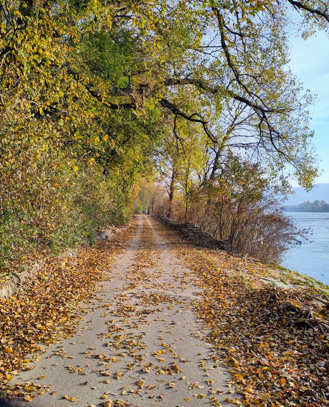 Autumnable Gravel mit Wieneinfahrt.