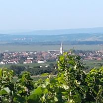 Kirschblütenradweg Donnerskirchen nach Jois und zurück