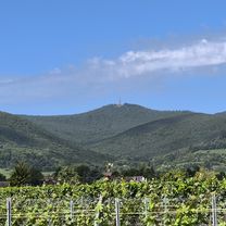 Weinstraßentour