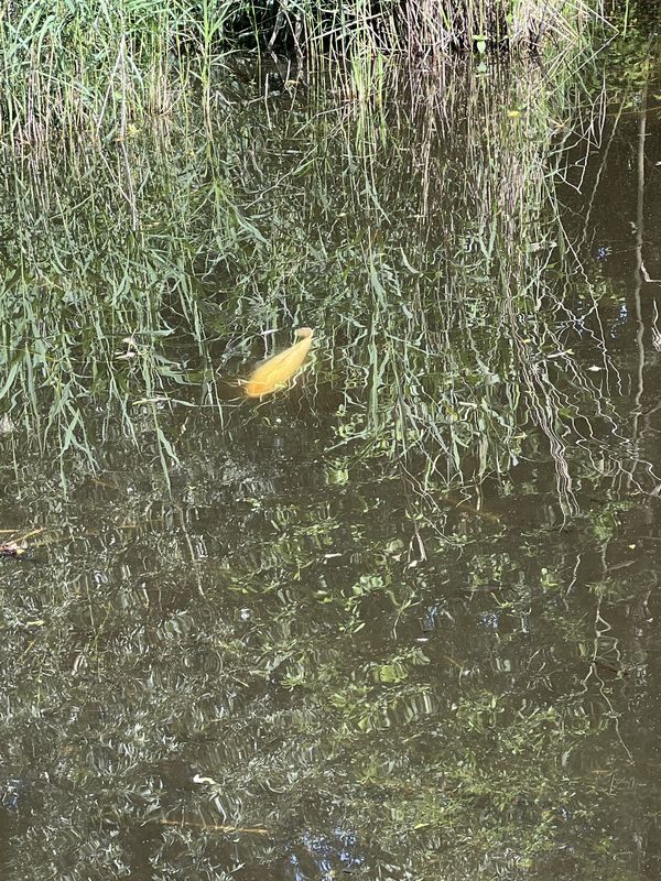 Lindenstraße, Neuenhagen bei Berlin nach Lindenstraße, Neuenhagen bei Berlin